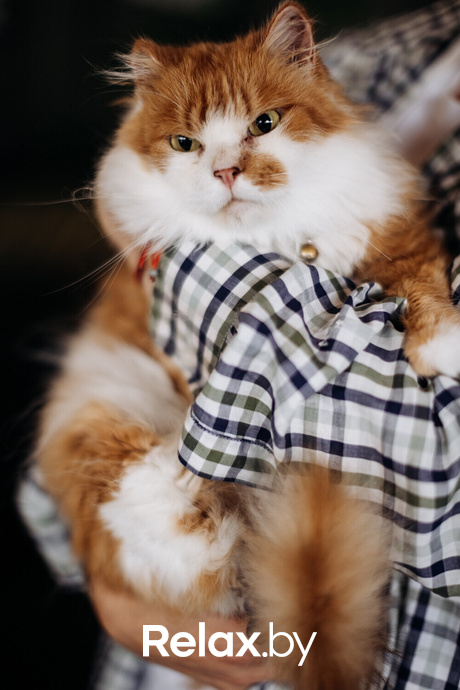 Акция Пушистого Добра, фото № 84