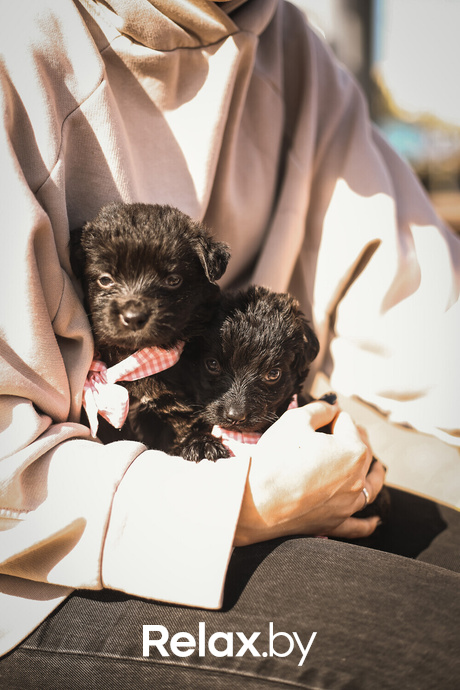 Акция Пушистого Добра, фото № 138