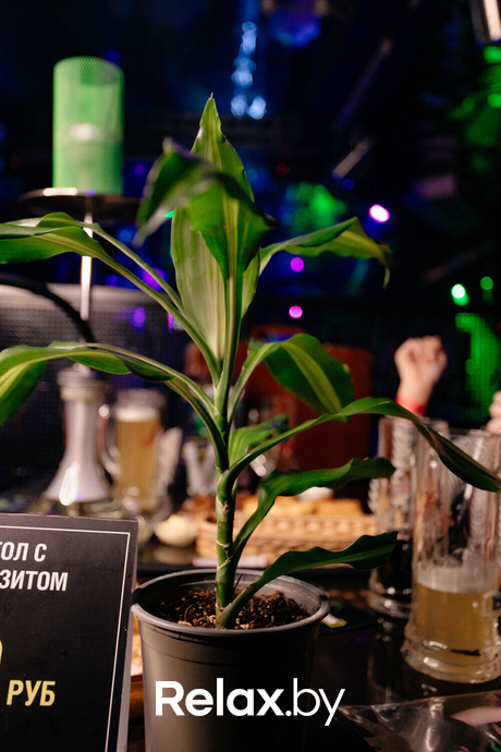 Halloween Party, фото № 78