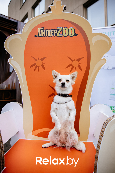 Благотворительная акция пушистого добра, фото № 105