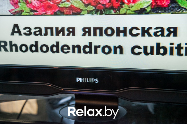 Благотворительный раут, фото № 99