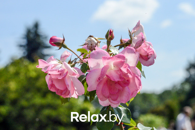 Фестиваль роз, фото № 17