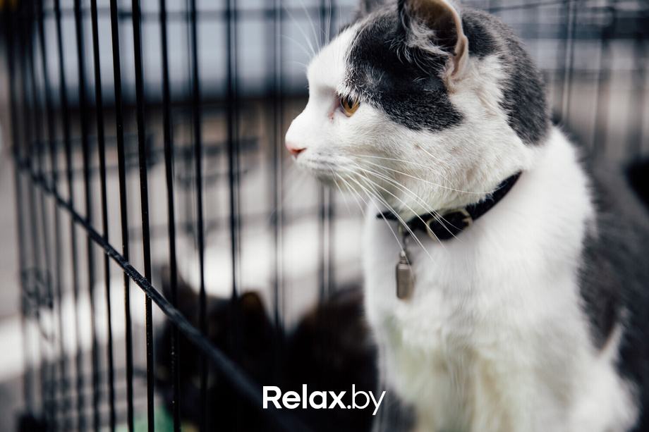 Благотворительная акция пушистого добра, фото № 6