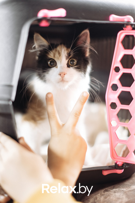 Акция Пушистого Добра, фото № 78