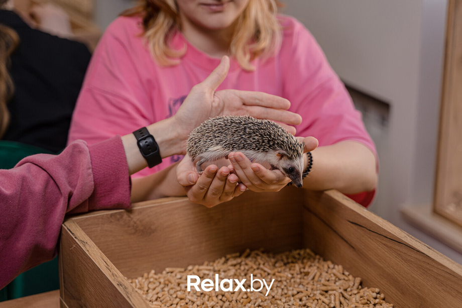 Открытие антикафе «Ёж кафе», фото № 6