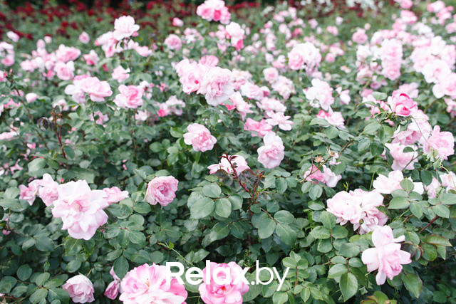 Фестиваль роз, фото № 41