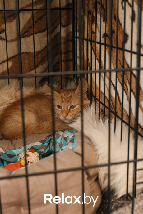 Акция Пушистого Добра, фото № 118