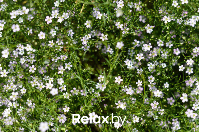 Фестиваль роз, фото № 3