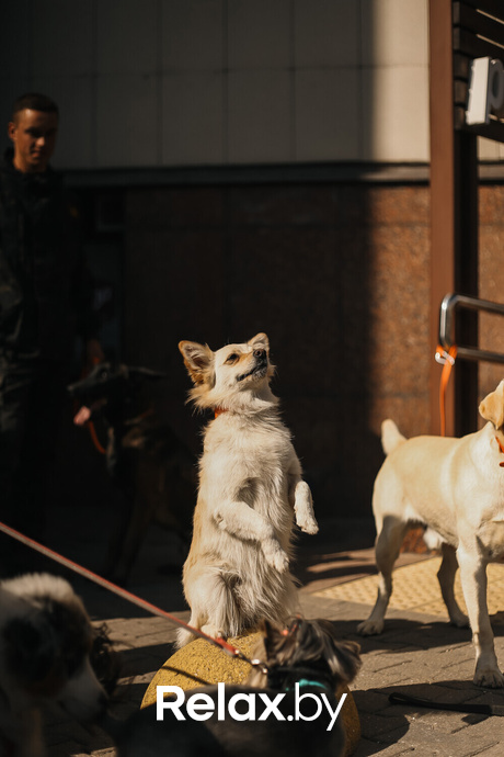 Акция Пушистого Добра, фото № 125