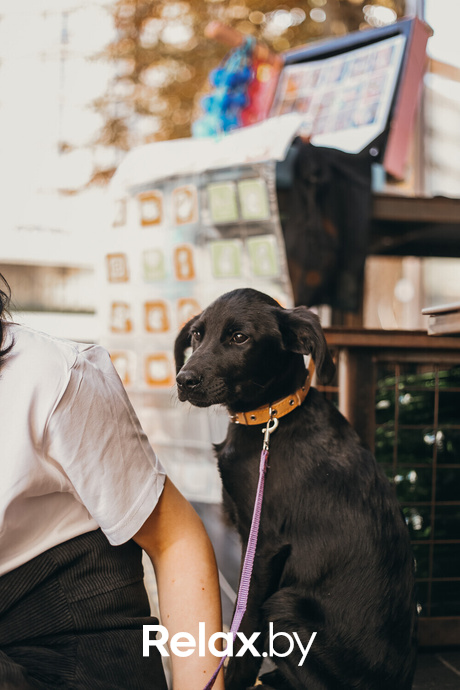 Акция Пушистого Добра, фото № 147