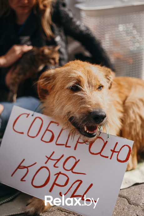 Акция Пушистого Добра, фото № 165