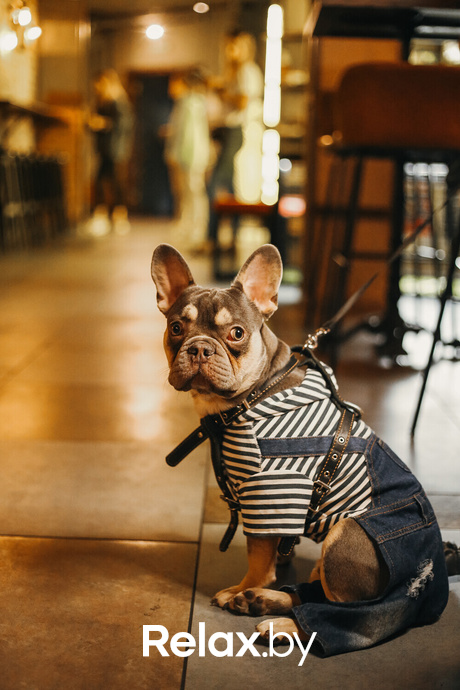 Акция Пушистого Добра, фото № 173