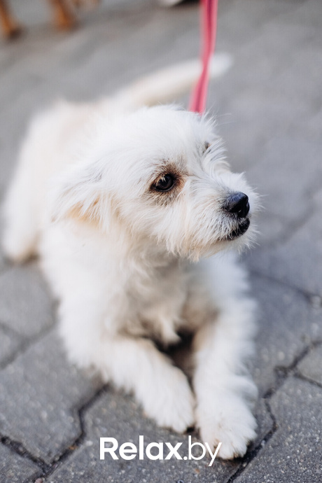 Акция Пушистого Добра, фото № 4