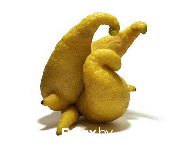 Photo of animals, фото № 6