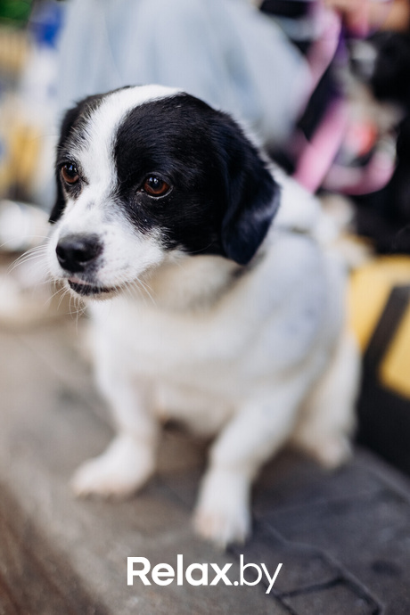 Акция Пушистого Добра, фото № 7