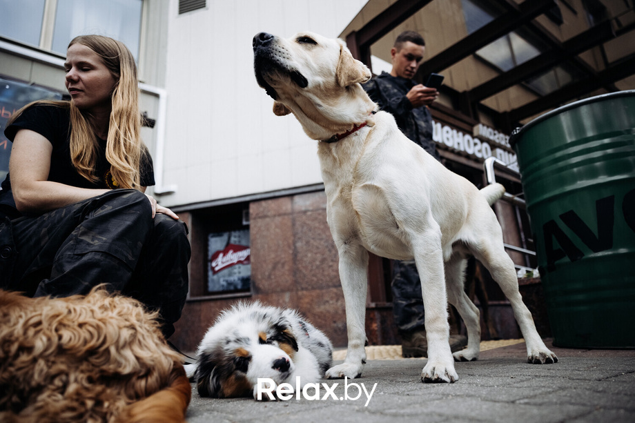 Акция Пушистого Добра, фото № 95