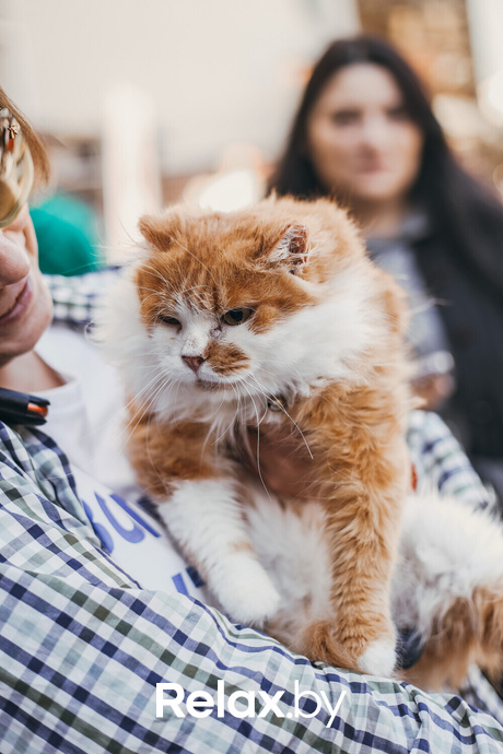 Акция Пушистого Добра, фото № 149