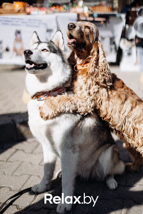 Акция Пушистого Добра, фото № 25