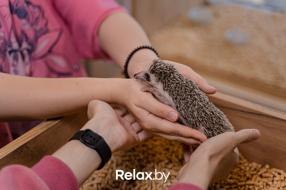 Открытие антикафе «Ёж кафе», фото № 12