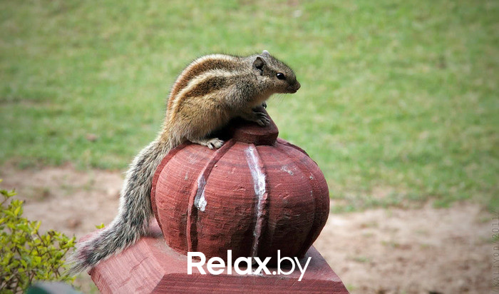 Смысл жизни бурундуков, фото № 3