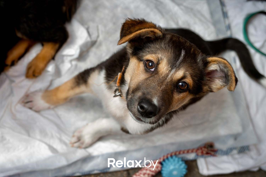 Акция пушистого добра, фото № 61