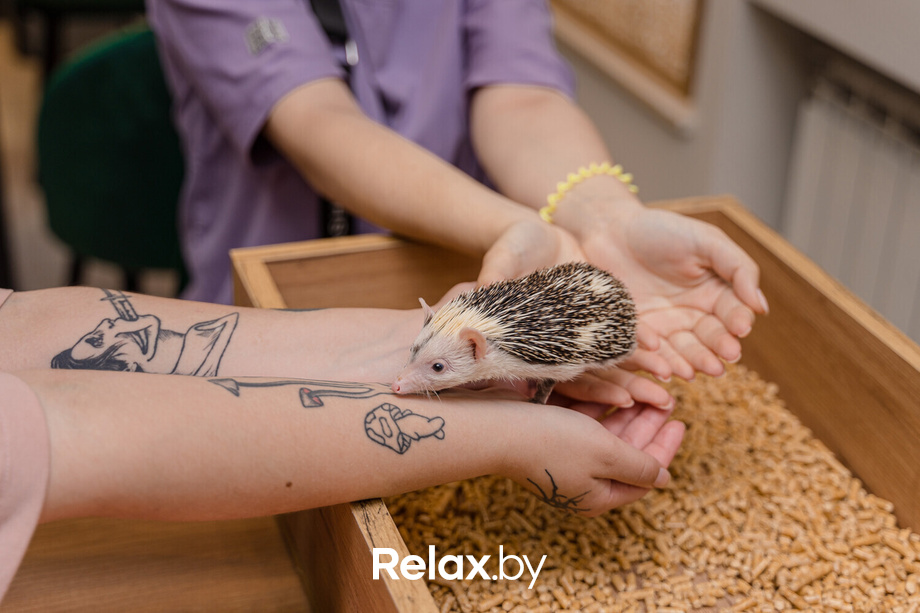 Открытие антикафе «Ёж кафе», фото № 54