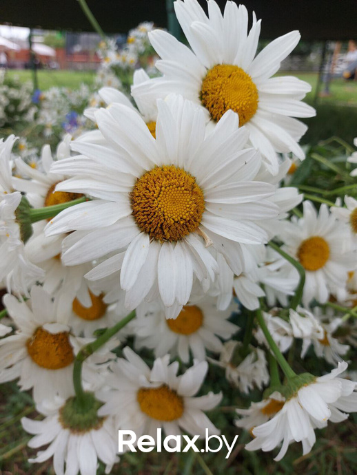 Купалье 2023, фото № 86