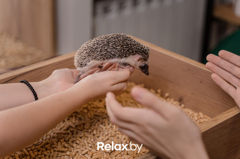 Открытие антикафе «Ёж кафе», фото № 13