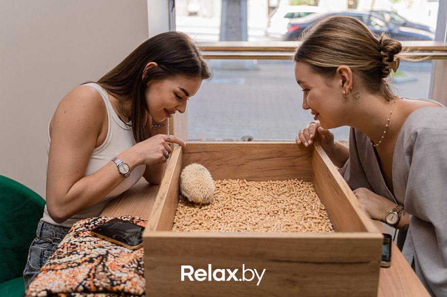 Открытие антикафе «Ёж кафе», фото № 32