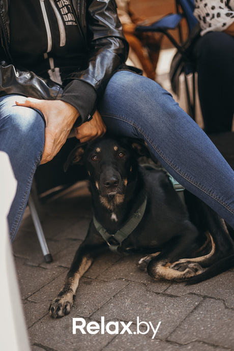 Акция Пушистого Добра, фото № 143