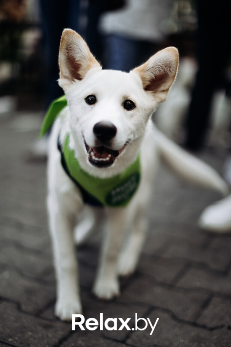 Акция Пушистого Добра, фото № 40