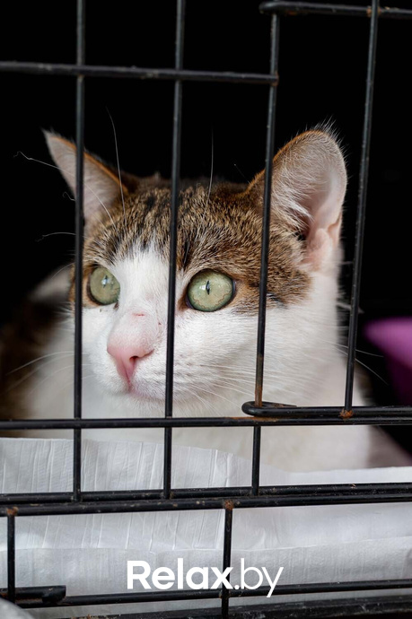 Акция пушистого добра, фото № 32