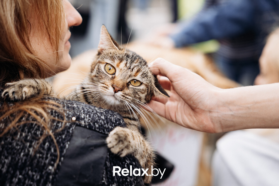 Акция Пушистого Добра, фото № 106