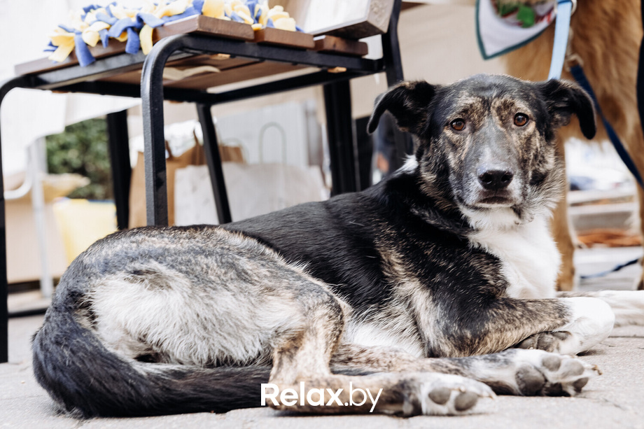 Акция Пушистого Добра, фото № 93