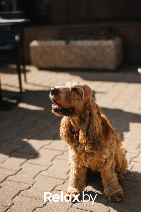 Акция Пушистого Добра, фото № 122