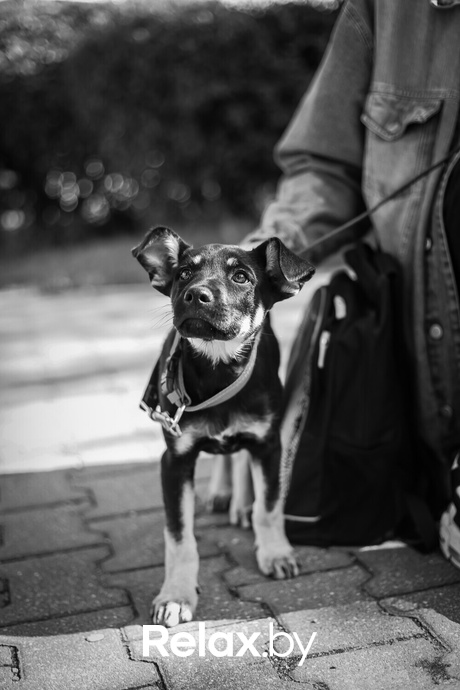 Акция Пушистого Добра, фото № 136