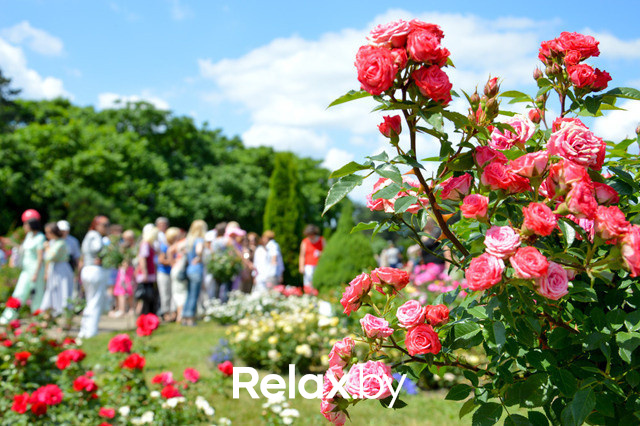 Фестиваль роз, фото № 61