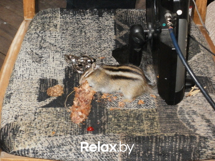 Смысл жизни бурундуков, фото № 9