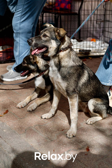 Акция пушистого добра, фото № 11