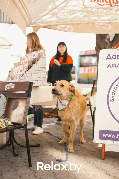 Акция Пушистого Добра, фото № 131