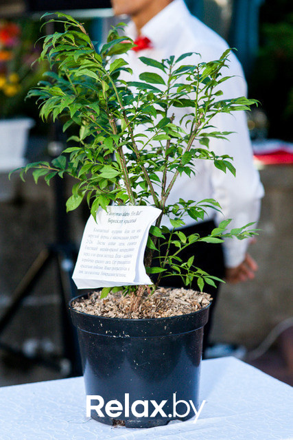 Благотворительный раут, фото № 260