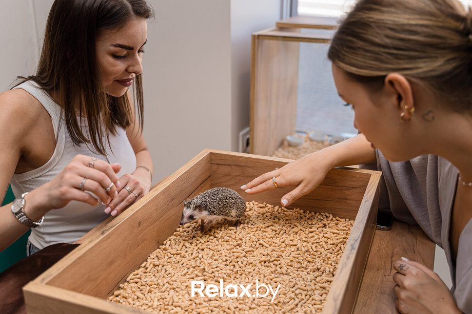 Открытие антикафе «Ёж кафе», фото № 60