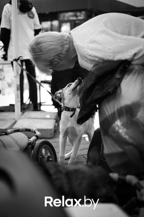 Акция Пушистого Добра, фото № 141