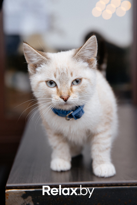 Благотворительная акция пушистого добра, фото № 143