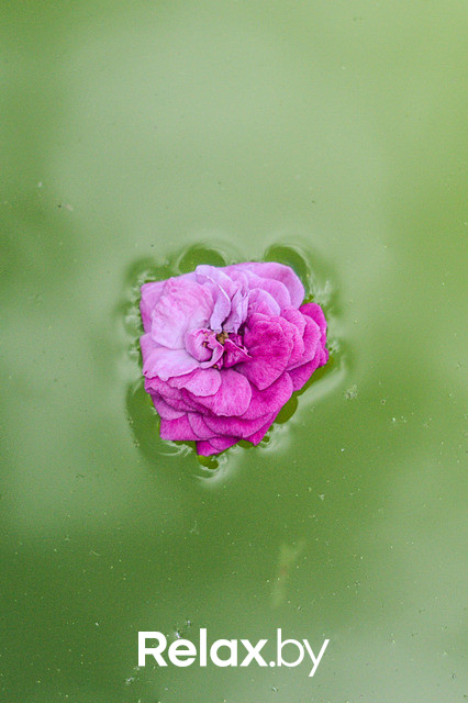 Фестиваль роз, фото № 36