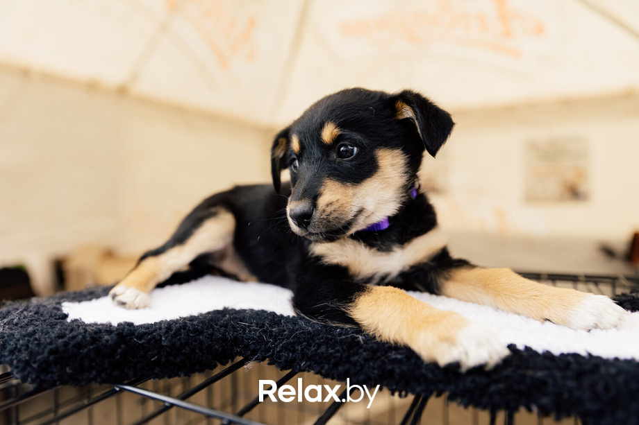 Благотворительная акция пушистого добра, фото № 44