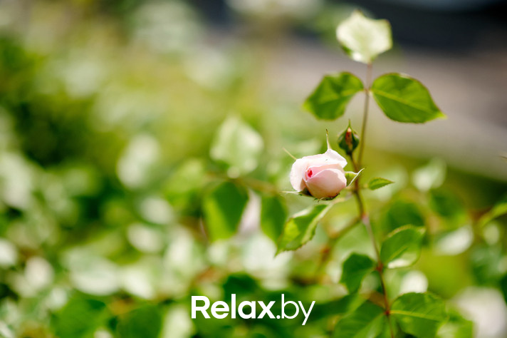 Воскресный бранч, фото № 3