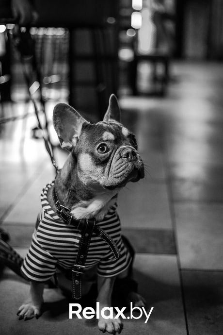 Акция Пушистого Добра, фото № 172