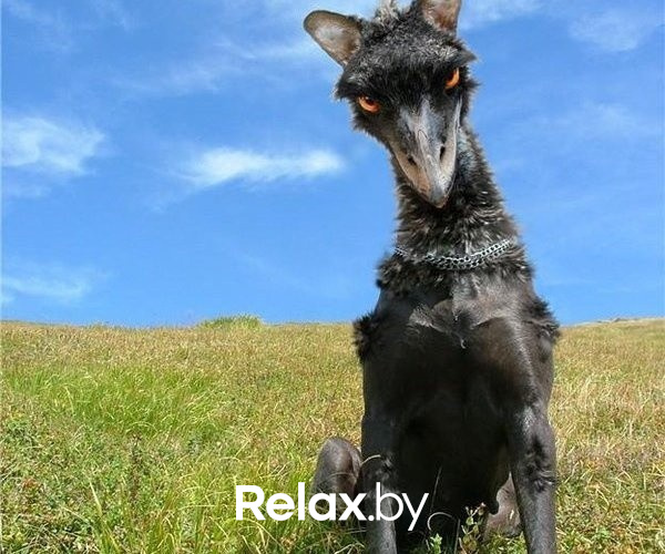 Photo of animals, фото № 4