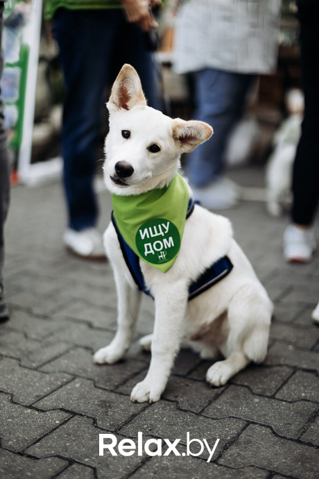 Акция Пушистого Добра, фото № 39